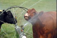 Amerika Cattle 07