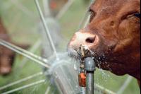 Amerika Cattle 09