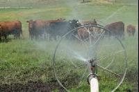 Amerika Cattle 10