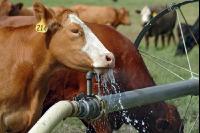 Amerika Cattle 12