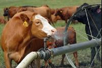 Amerika Cattle 13
