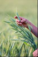 Triticale Bauer 10