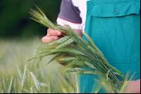 Triticale Bauer 11