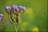 Phacelia Blüte 1