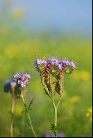 Phacelia Blüte 11