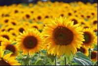 Sonnenblume Blüte 6