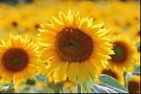 Sonnenblume Blüte 5