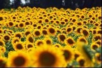 Sonnenblume Blüte 3