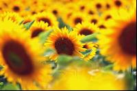 Sonnenblume Blüte 1