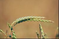 Spelt 5