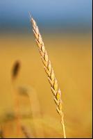 Spelt 6