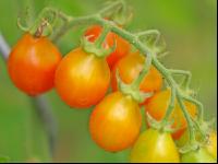Kirschtomate