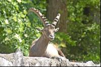 Steinbock 2