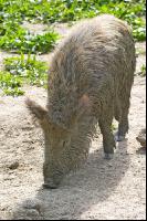 Wildschweine 14