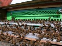 Bienenstock