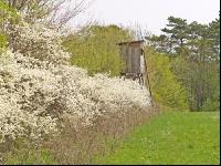 Hochstand 6