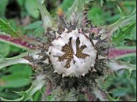 Silberdistel 2