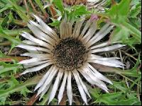 Silberdistel 1