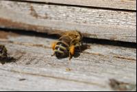 Biene vor Flugloch 2