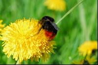 Hummel Löwenzahn