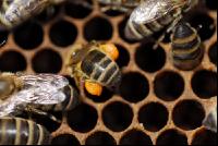 Bienen auf Waben 1