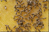 Bienen auf Waben 3