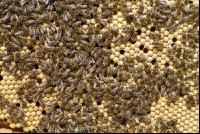 Bienen auf Waben 4