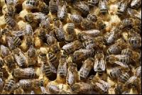Bienen auf Waben 5