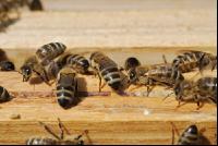 Bienen auf Waben 6