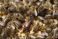 Bienenkönigin 6