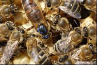 Bienenkönigin 4
