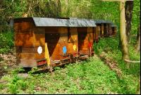 Bienenstöcke Wald 1