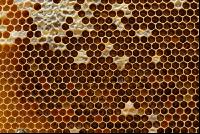 Pollen einlagern 3