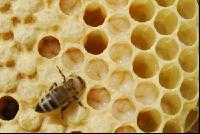 Biene Larve 1