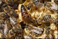 Bienenkönigin 3