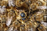 Bienenkönigin 5