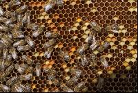 Pollen einlagern 2