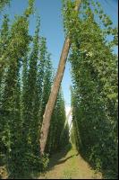 Hopfen 3
