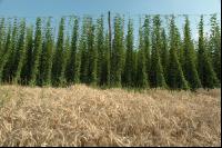 Hopfen 2