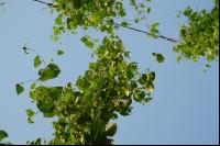 Hopfen 1