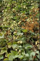Hopfen Blüte 3