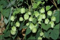 Hopfen Blüte 2