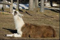 Lama