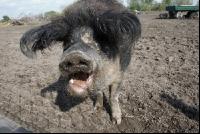 Mangalitza 01