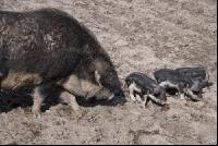 Mangalitza 02