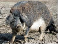 Mangalitza 03