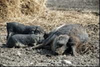 Mangalitza 04