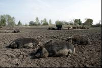 Mangalitza 05