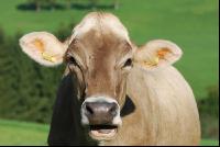 Braunvieh Weide 7