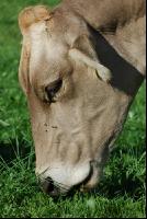 Kuhportrait Braunvieh 2